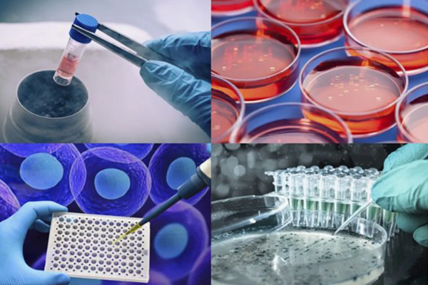 В РЯЗГМУ СОСТОИТСЯ КОНФЕРЕНЦИЯ ПО МИКРОБИОЛОГИИ