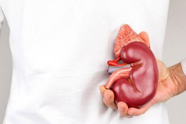 Специалисты РязГМУ и горбольницы № 11 проведут занятие по профилактике мочекаменной болезни